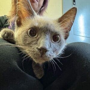 Meet your Posher, Kat